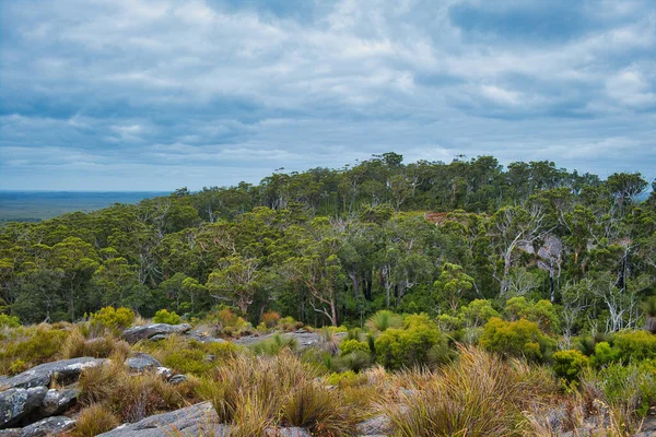 Forêt Dense Karri Marri Eucalyptus Sur Les Pentes Inférieures Mont — Photo
