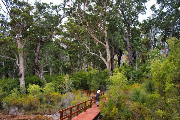 Ξύλινο Μονοπάτι Μέσα Από Ένα Αυστραλιανό Δάσος Ευκαλύπτου Όρος Chudalup — Φωτογραφία Αρχείου