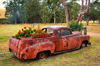 Paslı kırmızı terk edilmiş klasik Chevrolet kamyonet. Üzerinde liken olan araba, sardunya ve petunya için çiçek kutusu olarak kullanılıyor.