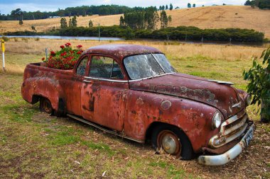 Paslı kırmızı terk edilmiş klasik Chevrolet kamyonet. Üzerinde liken olan araba, sardunya ve petunya için çiçek kutusu olarak kullanılıyor.