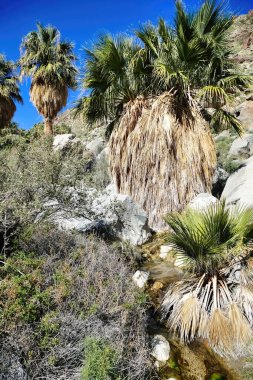 Hellhole Canyon Trail, Borrego Springs, Anza-Borrego Desert Park, Kaliforniya, ABD boyunca uzanan bir vahada devasa palmiye ağaçları.