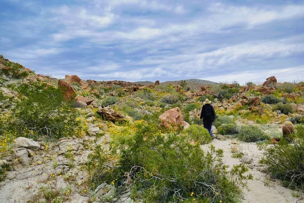 stock image Unrecognizable hiker in the desert near Mountain Palm Springs, in the southern part of Anza-Borrego Desert Park, California, USA. Many flowers in the desert after winter rains.