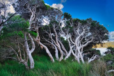 Gnarled eski bataklık kağıt kabukları (Melaleuca ericifolia) ve Torndirrup Ulusal Parkı, Albany, Batı Avustralya