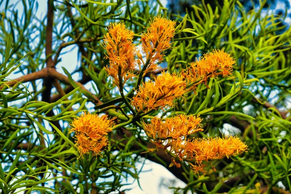 Fleurs Jaunes Parasite Western Australian Christmas Tree Nuytsia Floribunda Également — Photo