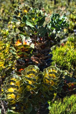 Hakea victoria (kraliyet hakea veya fener haka), Batı Avustralya 'da Fitzgerald River Ulusal Parkı' na özgü nadir bulunan bir bitki örtüsüdür.