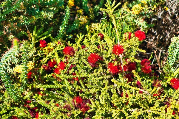 Blühende Regelia Velutina Barrens Regelia Eine Pflanze Aus Der Familie — Stockfoto