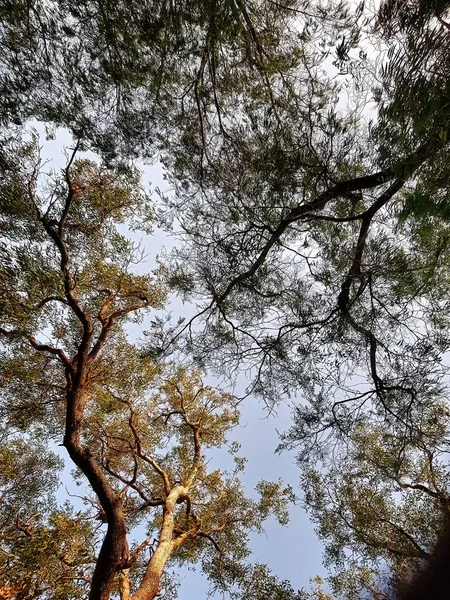 Wierzchołki Drzew Eukaliptusowych Widziane Dołu Tle Błękitnego Nieba Lesie Południowo — Zdjęcie stockowe