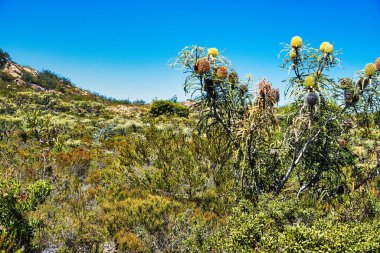 Barrens Dağı, Fitzgerald Nehri Ulusal Parkı, Batı Avustralya 'da çiçek açan dev bankacılık (banksia grandis, boğa bankası) ile karakteristik kıyı bitkileri.