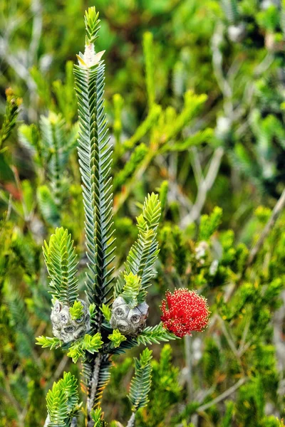 西澳大利亚西南部土生植物Barrens Regelia Regelia Velutina 的叶子 花和种子 — 图库照片