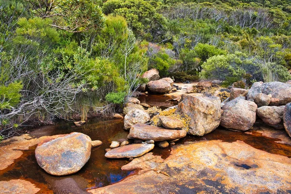 Mały Górski Potok Płynący Przez Gęstą Roślinność Krzewów Porośnięty Granit — Zdjęcie stockowe