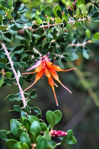 Fleurs Feuilles Orange Lambertia Inermis Var Inermis Noongar Chittick Endémique — Photo