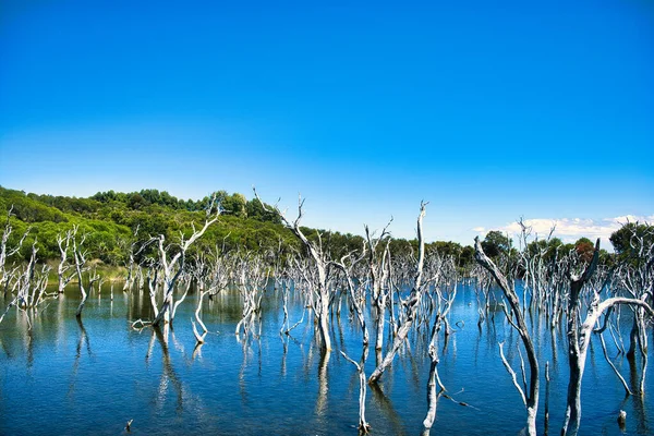 森林破壊のために より多くの水が元の沼に浸透し 湖を形成し 木を殺しました ウディ湖 エスペランス 西オーストラリア州 — ストック写真