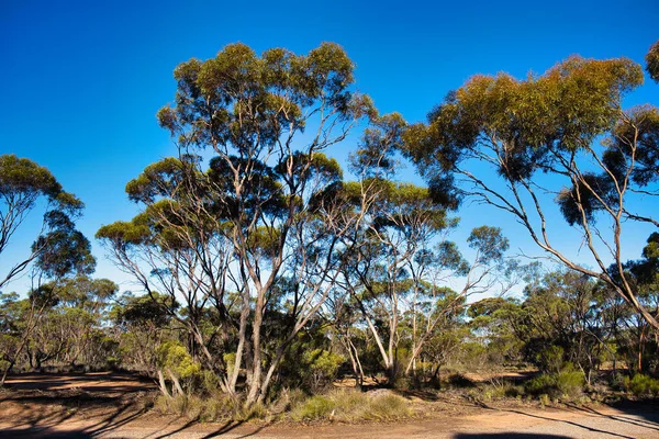 Mallee Eucalyptus Στην Αυστραλιανή Ύπαιθρο Στο Ανοικτό Δάσος Των Μεγάλων — Φωτογραφία Αρχείου