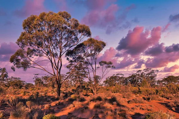 유칼립투스 나무들이 뉘엿뉘엿 뉘엿뉘엿 넘어가는 오스트레일리아 오지에서는 광경을 수있습니다 웨스턴오스트레일리아주의 — 스톡 사진