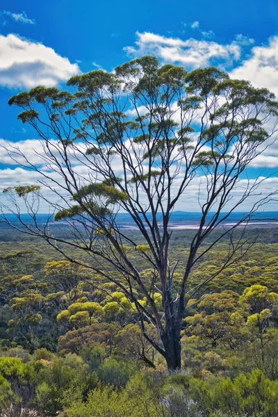 Superb Specimen Dundas Blackbutt Eucalyptus Dundasii Tree Endemic Vicinity Salt — Stock Photo, Image