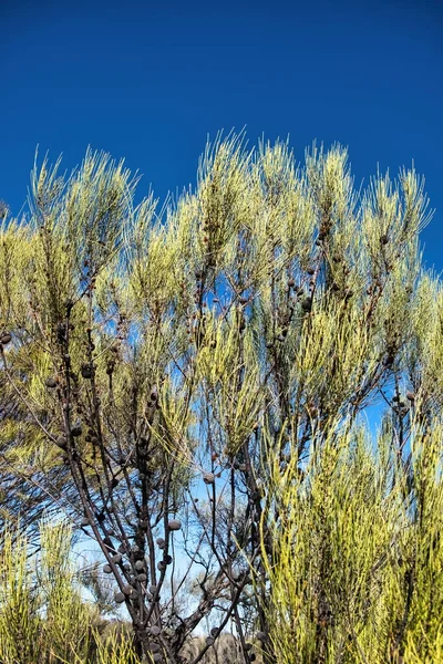 stock image Allocasuarina humilis or dwarf sheoak with cones, in the Western Australian Wheatbelt