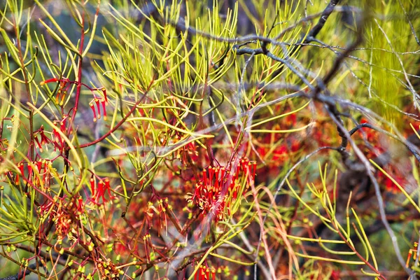Batı Avustralya Nın Taşrasında Çiçek Açan Tel Yapraklı Ökseotu Amyema — Stok fotoğraf