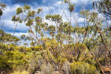 Tipik taşra bitki örtüsü, mallee okaliptüs ve alçak çalılar, Goldfields Woodlands Ulusal Parkı, Batı Avustralya