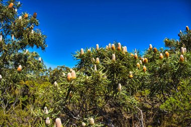 Bir meşe palamudu bankası ya da portakal bankası (banksia prionotes), büyük çiçek dikenli. Batı Avustralya 'nın güneybatısında Badgingarra Ulusal Parkı' nda.