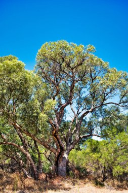 Batı Avustralya 'nın güneybatısında Badgingarra Ulusal Parkı' nda yaşayan yamuk bir okaliptüs gomphocephala ya da tuart..