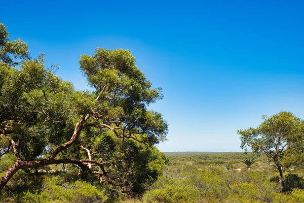 ユーカリ ドラモンディ ドラモンドのガムまたはドラモンドのマレー 西オーストラリア州南西部のバジンガラ国立公園の海岸平野で流行している — ストック写真