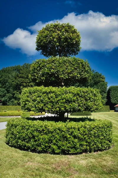 Topiary: a holly tree, pruned in tiers, in the formal garden of castle Menkemaborg, Uithuizen, the Netherlands