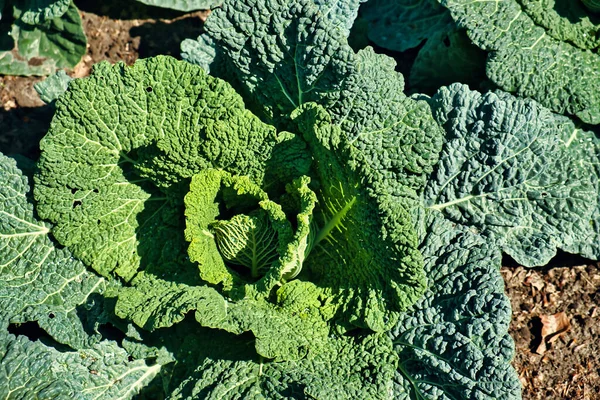 Brassica Oleracea Var Sabauda Savoy Cabbage Kitchen Garden — Stock Photo, Image