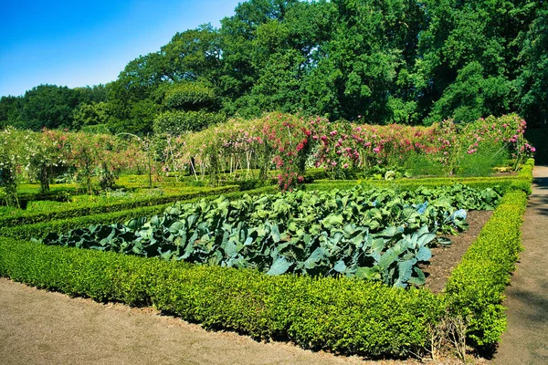 Bed of cabbages in a formal kitchen garden with box hedges, with a rose garden and tall deciduous trees behind it. Garden of the Menkemaborg, Uithuizen, province of Groningen, the Netherlands