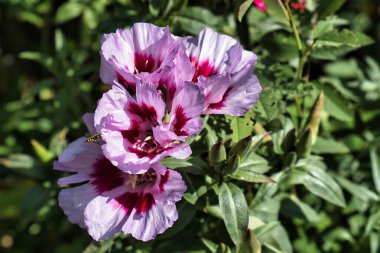 Clarkia Amoena Syn 'in çiçekleri, tomurcukları ve yaprakları. Godetia amoena (saten çiçek, bahara da elveda.)