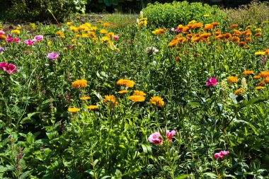 Kadife çiçekleri (Tagetes cinsi) ve Clarkia amoena syn. Godetia amoena (saten çiçeği, bahara da elveda), Hollanda 'nın Groningen, Warffum kentindeki doğal bir bahçede.