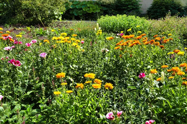 Marigolds Tagetes属 和Clarkia Amoena Syn 荷兰格罗宁根瓦尔富姆市的一个自然花园中的Godetia Amoena 缎子花 也是春天的别称 — 图库照片