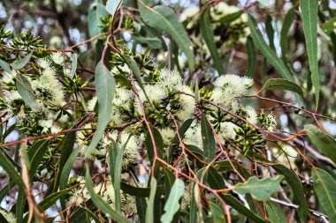 Eucalyptus wandoo 'nun narin beyaz çiçekleri (beyaz sakız), Batı Avustralya