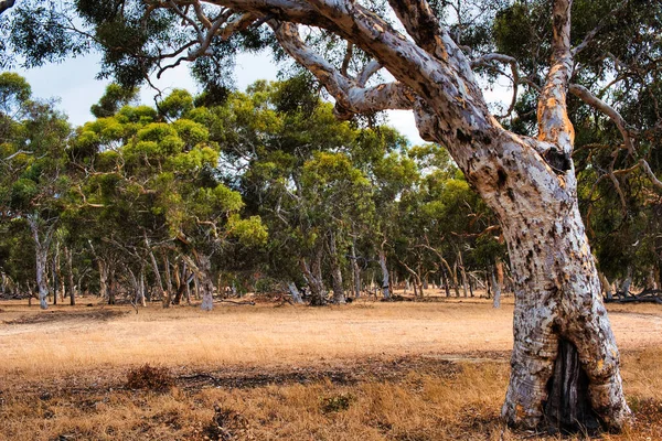 手前に一本の木があるユーカリの森ワンドウ 白いガム 西オーストラリア州の南西部 バジンガラ国立公園 — ストック写真