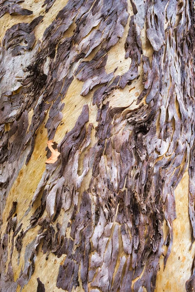 澳大利亚西部 一只桉树魔杖 白口香糖 的白色树干上 有漂亮的纹理剥皮树皮 本质上的抽象模式 — 图库照片