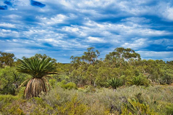 Vegetation Outback Mit Macrozamia Riedlei Zamiapalme Oder Zamiapalme Wandoo Eukalyptus — Stockfoto