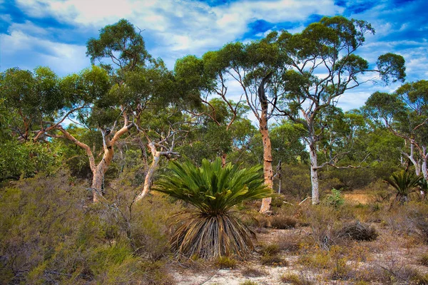 マクロサミア リードレイ ザミアまたはザミア パーム ユーカリ ワンドゥー 西オーストラリア州バジンガラ国立公園の低背ブッシュ — ストック写真
