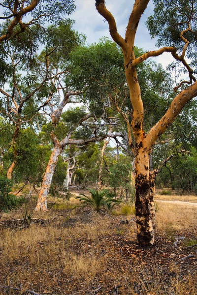 Eucalyptus Wandoo Otwartym Lesie Parku Narodowym Badgingarra Australia Zachodnia — Zdjęcie stockowe