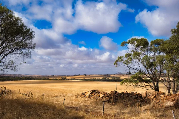오스트레일리아 특징적 노란색 산재해 나무들 — 스톡 사진