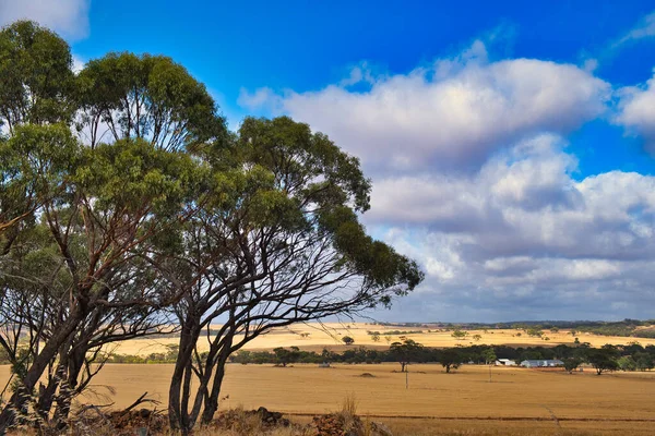 Characteristic Landscape Western Australian Wheat Belt Vast Yellow Fields Low — Stock Photo, Image