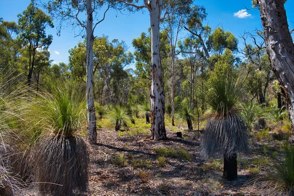 オーストラリア西部パースに近いアボンバレー国立公園のネイティブ森林の黒いトランク Xanthorhoea と草木 Xanthorhoea — ストック写真