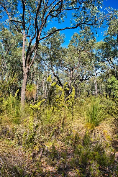 Paysage Avec Des Eucalyptus Des Graminées Dans Secteur Sec Parc — Photo
