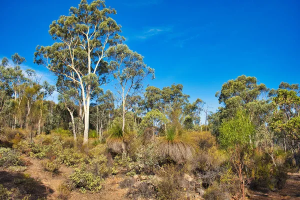 Paysage Avec Des Eucalyptus Des Graminées Dans Secteur Sec Parc — Photo