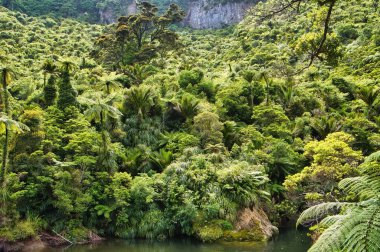 Pororari Nehri Boğazı 'nda, Paparoa Ulusal Parkı' nın karst dağlarında, Batı Yakası, Güney Adası, Yeni Zelanda.