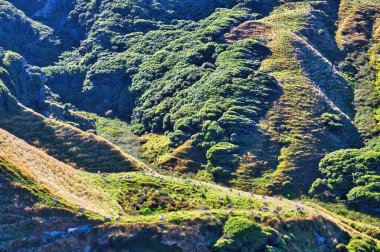 Puponga Çiftlik Parkı 'ndaki dik bir vadide koyun otlatıyor. Cape Farewell, Güney Adası, Yeni Zelanda yakınlarında.