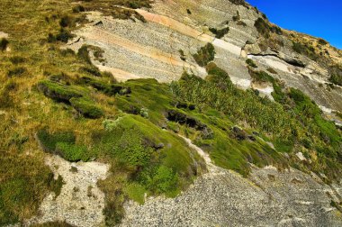 Yeni Zelanda 'nın Güney Adası' nın en kuzeyindeki Cape Farewell 'in dik çizgili kuvars kayalıklarına tutunan kıyı bitkileri.