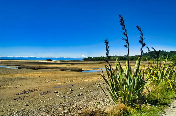 位于新西兰南岛最北端塔斯曼地区的Whanganui湾海岸的带新西兰亚麻的干泥滩 — 图库照片
