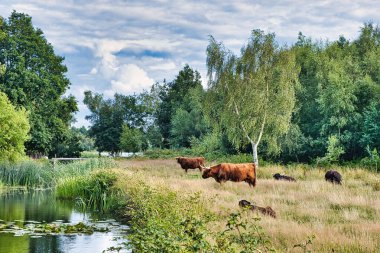 Heck sığır (Bos taurus var. Suyun, otların ve huş ağaçlarının olduğu bataklık bir ortamda. Piccardthofplas, Groningen, Hollanda