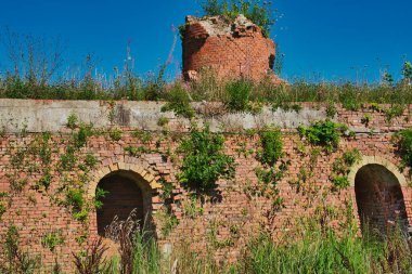 Wirdum 'daki eski tuğla fabrikasının oval fırınının aşırı gelişmiş kalıntıları, Hollanda' nın Groningen ili, önemli sanayi mirası sahası ve çeşitli yarasa türleri için tüneme yeri