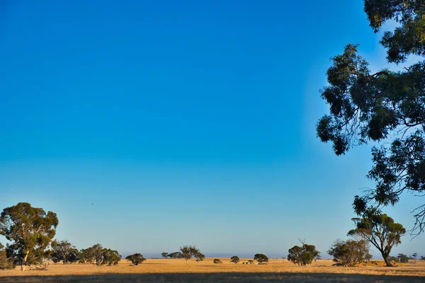 Flaches Agrarland Mit Verstreuten Eukalyptusbäumen Einem Heißen Sommertag Westaustralischen Outback — Stockfoto