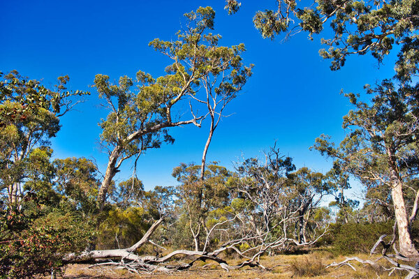 Vegetation with fallen tree in the dry and arid outback north of the Stirling Range, Western Australia
